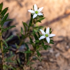 Rhytidosporum procumbens (White Marianth) at Penrose - 17 Sep 2023 by Aussiegall