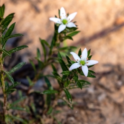 Rhytidosporum procumbens (White Marianth) at Penrose - 17 Sep 2023 by Aussiegall