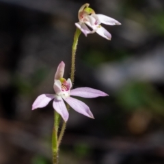 Caladenia carnea (Pink Fingers) at Penrose - 17 Sep 2023 by Aussiegall
