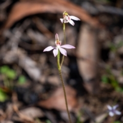 Caladenia carnea at Penrose, NSW - suppressed