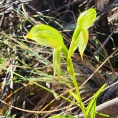 Bunochilus sp. (Leafy Greenhood) at Cotter River, ACT - 18 Sep 2023 by Steve818