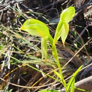 Bunochilus sp. at Cotter River, ACT - 18 Sep 2023