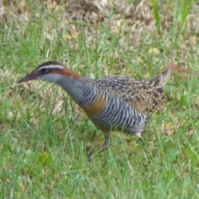 Gallirallus philippensis (Buff-banded Rail) at Wingecarribee Local Government Area - 18 Sep 2023 by Curiosity
