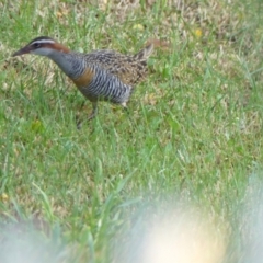 Gallirallus philippensis at Braemar, NSW - 19 Sep 2023 06:24 AM