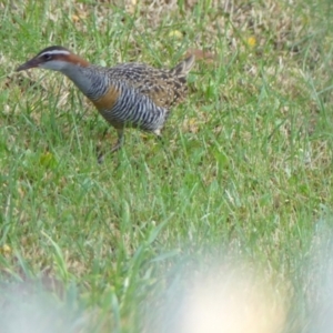 Gallirallus philippensis at Braemar, NSW - 19 Sep 2023