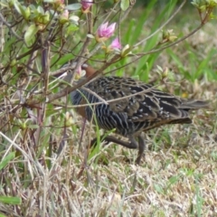 Gallirallus philippensis at Braemar, NSW - 19 Sep 2023