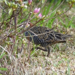 Gallirallus philippensis at Braemar, NSW - 19 Sep 2023