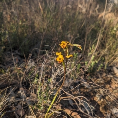 Diuris pardina (Leopard Doubletail) at Majura, ACT - 19 Sep 2023 by WalterEgo