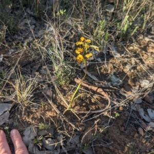 Diuris pardina at Majura, ACT - suppressed