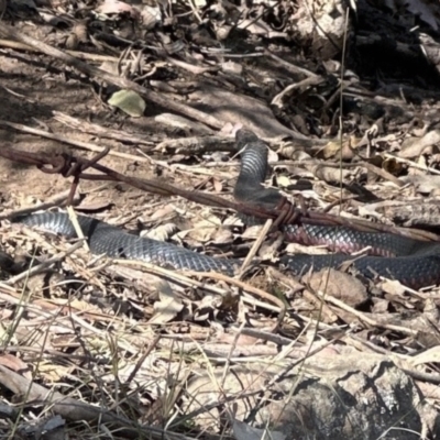 Pseudechis porphyriacus (Red-bellied Black Snake) at Kangaroo Valley, NSW - 18 Sep 2023 by lbradley