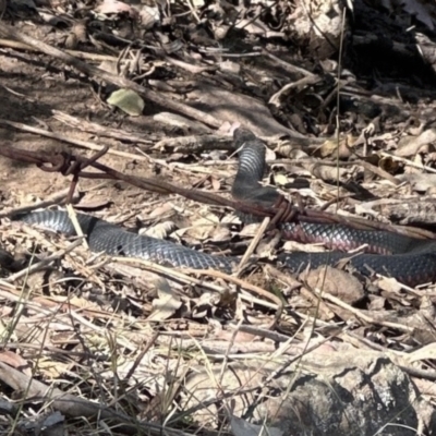 Pseudechis porphyriacus (Red-bellied Black Snake) at Kangaroo Valley, NSW - 19 Sep 2023 by lbradley