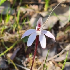 Caladenia fuscata (Dusky Fingers) at Jerrabomberra, ACT - 18 Sep 2023 by Mike