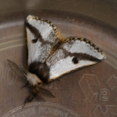Epicoma melanospila (Black Spot Moth) at Mongarlowe River - 18 Sep 2023 by arjay