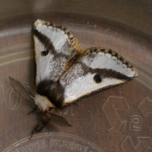 Epicoma melanospila at suppressed - 18 Sep 2023
