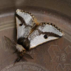 Epicoma melanospila at Charleys Forest, NSW - suppressed