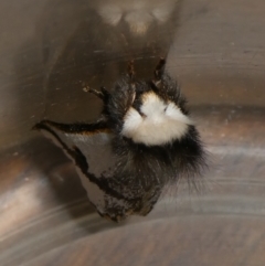 Epicoma melanospila at suppressed - 18 Sep 2023