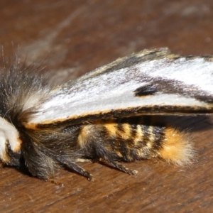 Epicoma melanospila at Charleys Forest, NSW - 18 Sep 2023