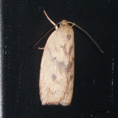 Heliocausta undescribed species (A concealer moth) at Charleys Forest, NSW - 18 Sep 2023 by arjay