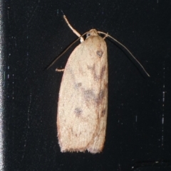 Heliocausta undescribed species (A Concealer moth (Wingia group)) at Charleys Forest, NSW - 18 Sep 2023 by arjay