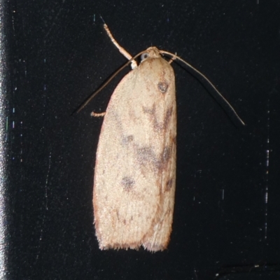 Heliocausta undescribed species (A Concealer moth (Wingia group)) at Charleys Forest, NSW - 18 Sep 2023 by arjay