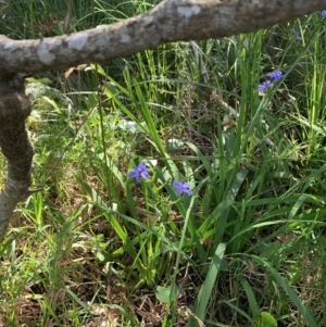 Aristea ecklonii at Salamander Bay, NSW - 19 Sep 2023