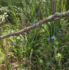 Aristea ecklonii at Salamander Bay, NSW - 19 Sep 2023 09:33 AM