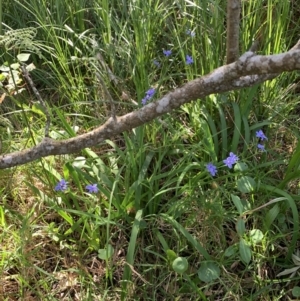 Aristea ecklonii at Salamander Bay, NSW - 19 Sep 2023