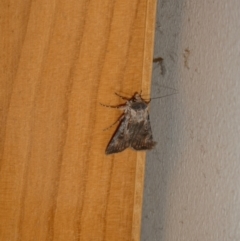 Agrotis munda (Brown Cutworm) at Curtin, ACT - 15 Sep 2023 by arjay