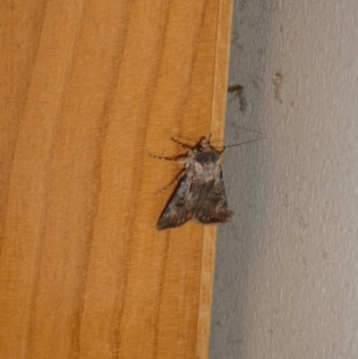 Agrotis munda (Brown Cutworm) at Curtin, ACT - 15 Sep 2023 by arjay