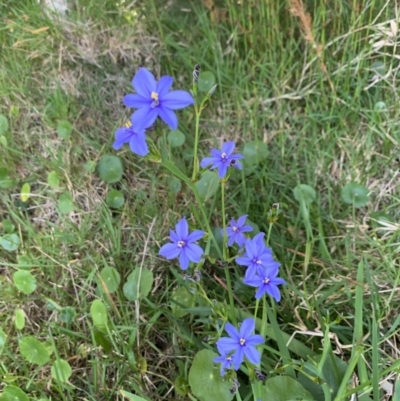 Aristea ecklonii (Blue Stars) at Salamander Bay, NSW - 19 Sep 2023 by UserKFowGPdG