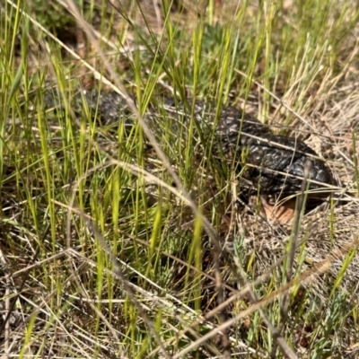 Tiliqua rugosa (Shingleback Lizard) at Ainslie, ACT - 19 Sep 2023 by Winston
