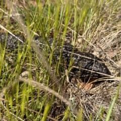 Tiliqua rugosa at Ainslie, ACT - 19 Sep 2023