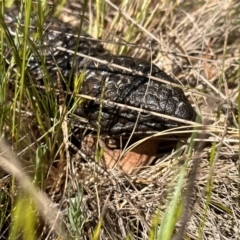 Tiliqua rugosa at Ainslie, ACT - 19 Sep 2023 10:18 AM