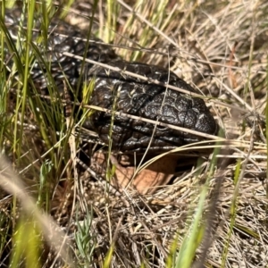 Tiliqua rugosa at Ainslie, ACT - 19 Sep 2023