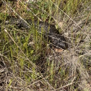 Tiliqua rugosa at Ainslie, ACT - 19 Sep 2023