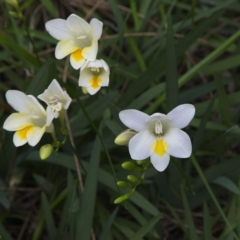 Freesia leichtlinii subsp. leichtlinii x Freesia leichtlinii subsp. alba (Freesia) at Yallingup, WA - 24 Aug 2023 by MichaelWenke