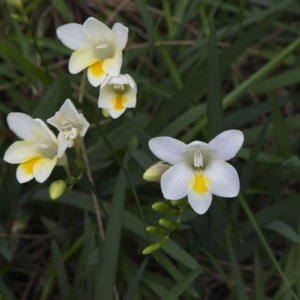 Freesia leichtlinii subsp. leichtlinii x Freesia leichtlinii subsp. alba at Yallingup, WA - 24 Aug 2023