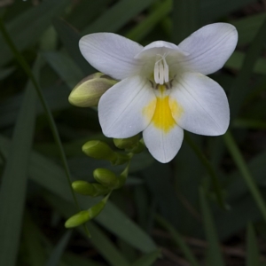 Freesia leichtlinii subsp. leichtlinii x Freesia leichtlinii subsp. alba at Yallingup, WA - 24 Aug 2023