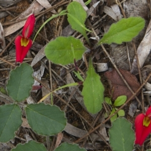 Kennedia prostrata at Yallingup, WA - 24 Aug 2023 01:56 PM