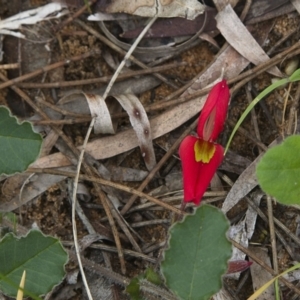 Kennedia prostrata at Yallingup, WA - 24 Aug 2023 01:56 PM