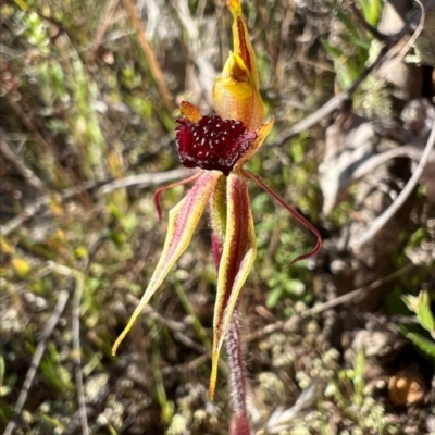 Caladenia actensis (Canberra Spider Orchid) by RangerRiley