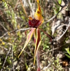 Caladenia actensis (Canberra Spider Orchid) at Majura, ACT - 19 Sep 2023 by RangerRiley