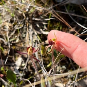 Caladenia actensis at suppressed - 19 Sep 2023