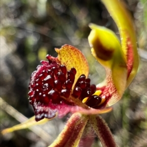 Caladenia actensis at suppressed - 19 Sep 2023