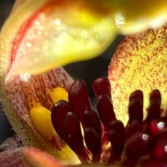 Caladenia actensis at suppressed - 19 Sep 2023