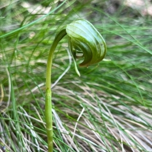 Pterostylis nutans at Coree, ACT - suppressed