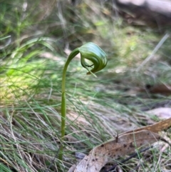 Pterostylis nutans at Coree, ACT - suppressed