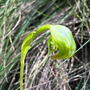 Pterostylis nutans at Coree, ACT - suppressed