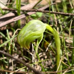 Pterostylis nutans at Coree, ACT - suppressed