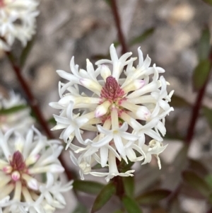 Stackhousia monogyna at Mallacoota, VIC - 9 Sep 2023 11:50 AM